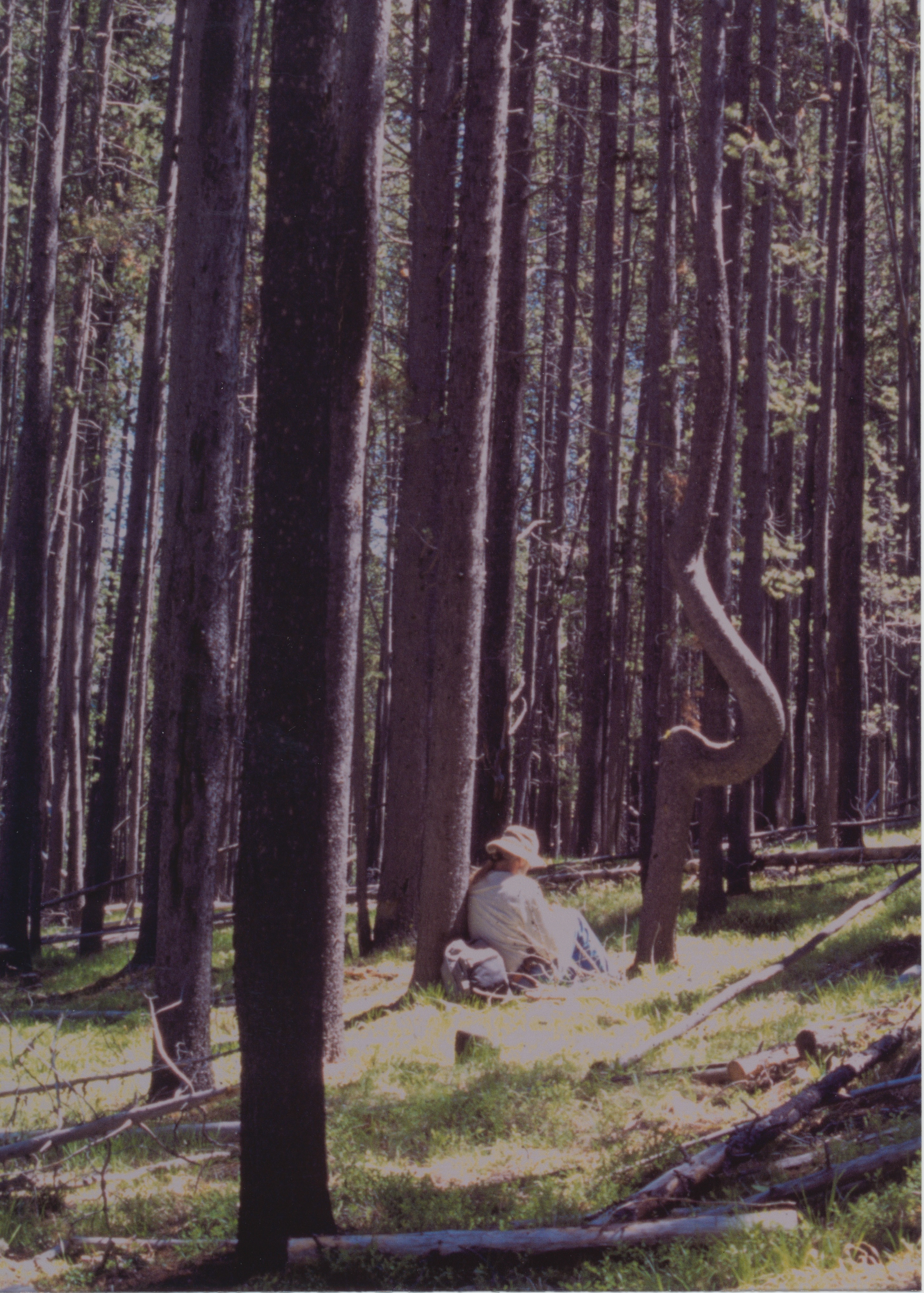 jack-with-the-swans-neck-pine-color-1