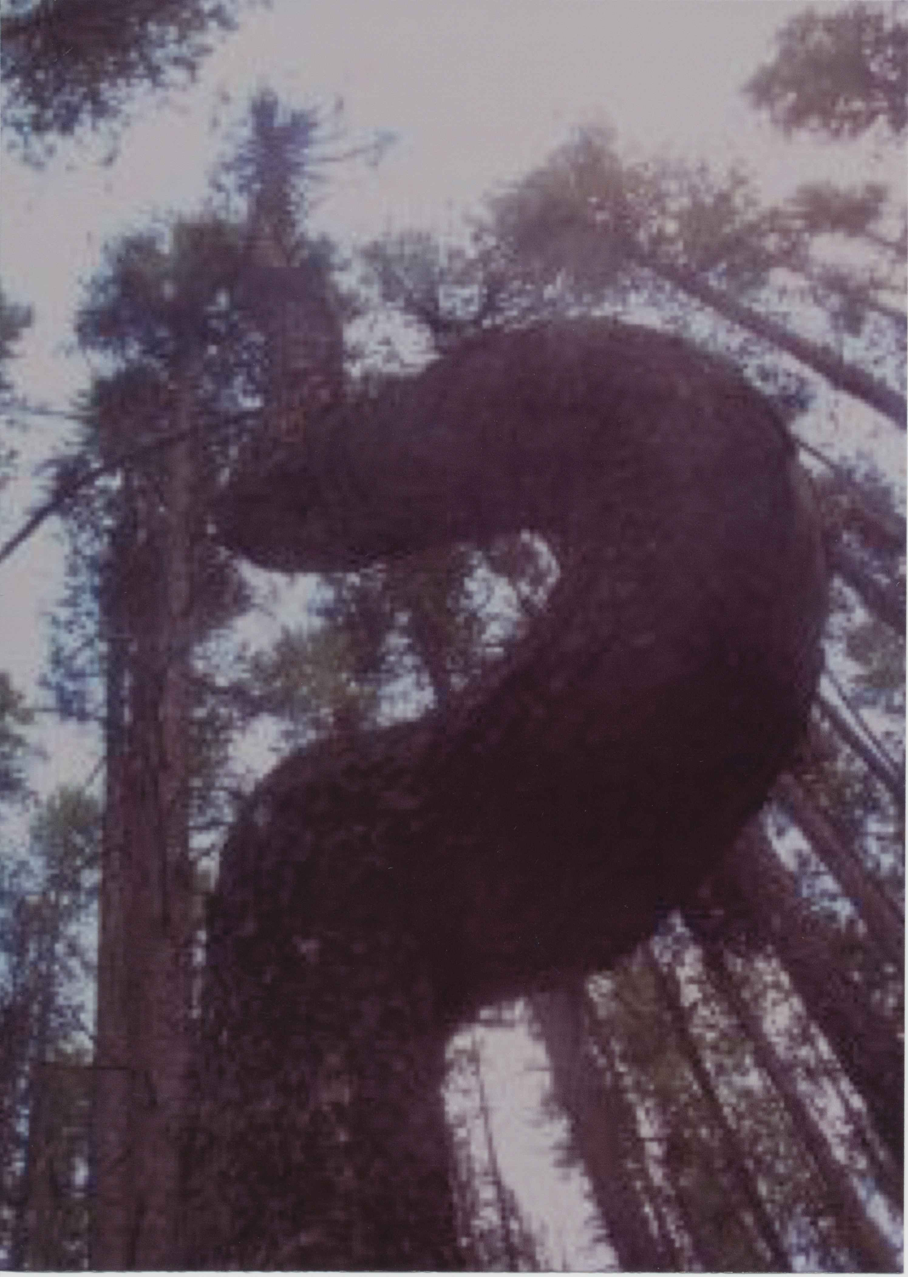 swans-neck-pine-philipsburg-bay-color-1